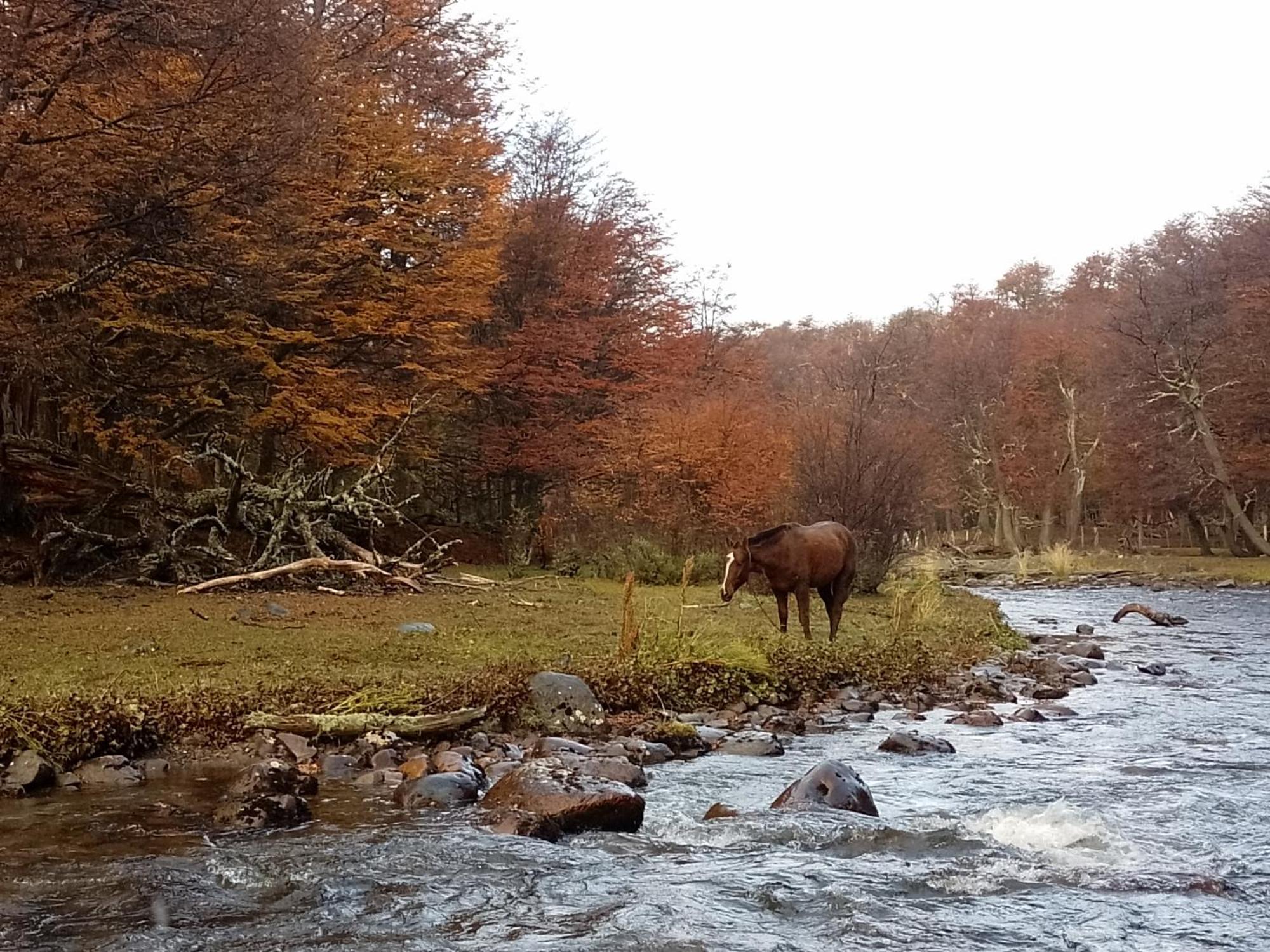 Bosque Holistico Del Fin Del Mundo Otel Ushuaia Oda fotoğraf